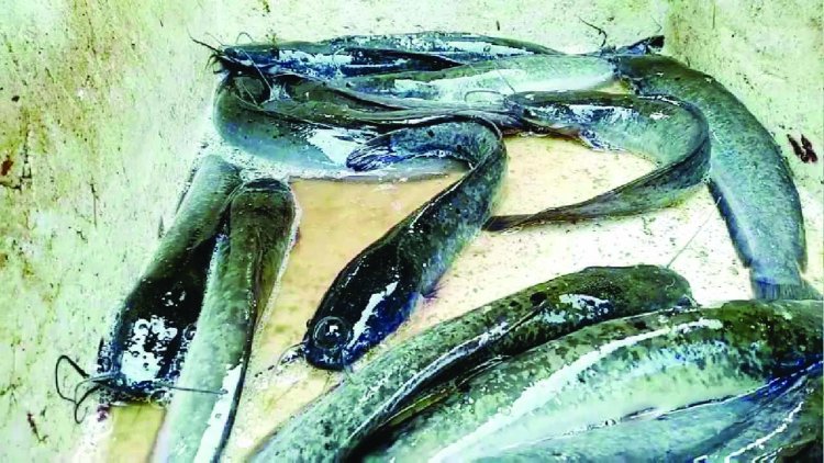 प्रतिबंध के बाद भी दुर्ग जिले में धड़ल्ले से बिक रहा थाई मांगुर