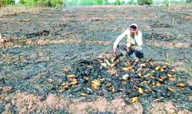 शॉर्ट सर्किट से लगी आग, 3 एकड़ मक्का की फसल स्वाहा