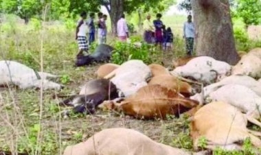 गाज की चपेट में आए 23 मवेशियों की मौत