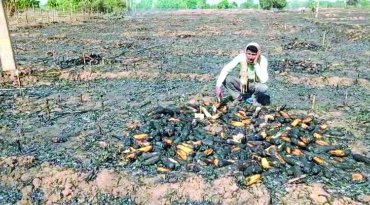 शॉर्ट सर्किट से लगी आग, 3 एकड़ मक्का की फसल स्वाहा