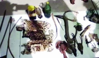 तेंदूए की खाल सहित चार गिरफ्तार