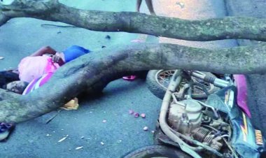 बाइक सवार के ऊपर गिरा पेड़, 2 युवकों की मौत