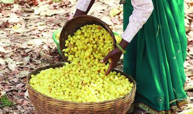 देश-विदेश तक  पहुंचने लगी छत्तीसगढ़ के महुआ की महक