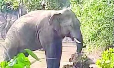 दंतैल हाथी की दस्तक पर 11 गांवों को अलर्ट जारी