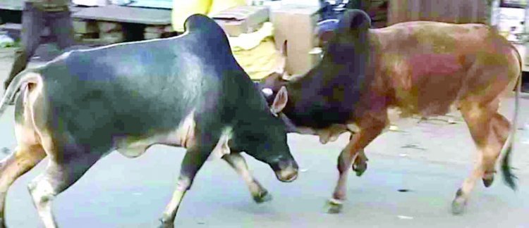दुर्ग-भिलाई में बढ़ा सांडों का आतंक, जान-माल को पहुंचा रहे नुकसान