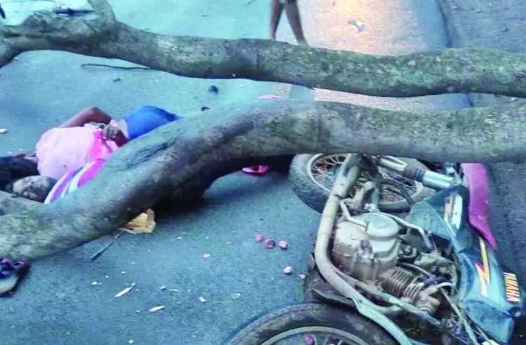 बाइक सवार के ऊपर गिरा पेड़, 2 युवकों की मौत