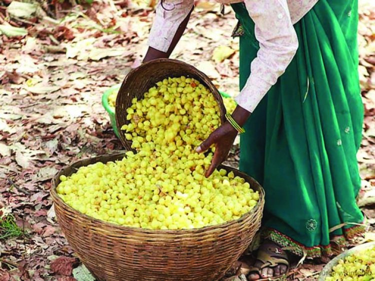 देश-विदेश तक  पहुंचने लगी छत्तीसगढ़ के महुआ की महक