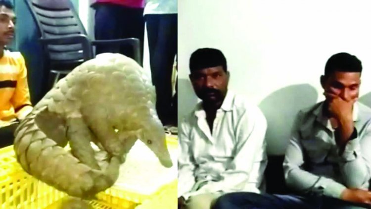 15 लाख के जिंदा पेंगोलिन के साथ तीन तस्कर गिरफ्तार