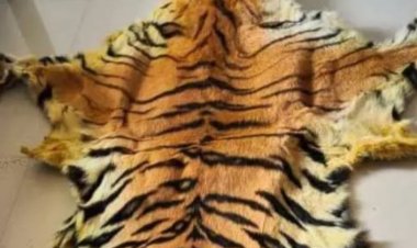 बाघ के खाल सहित 7 शिकारी गिरफ्तार