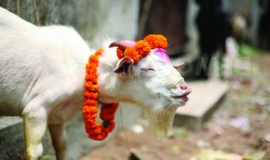 बलि का बकरा बना मौत की वजह, गले में आंख फसने से अधेड़ का निकला दम