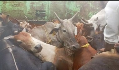 छोटी सी वहन में ठूंस-ठूंस कर भरे थे 11 मवेशी, एक तस्कर गिरफ्तार
