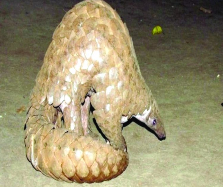 दुर्लभ पैंगोलिन की अवैध तस्करी के आरोप में एक नाबालिग सहित तीन गिरफ्तार