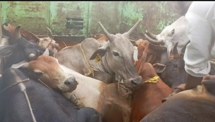 छोटी सी वहन में ठूंस-ठूंस कर भरे थे 11 मवेशी, एक तस्कर गिरफ्तार