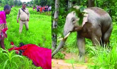 हाथी के हमले से महिला की मौत, पति और बच्चों ने भागकर बचाई जान