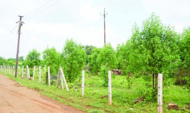 हरियर छत्तीसगढ़ योजना में निगम कर रहा पौधरोपण