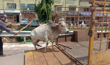 काम की खबर: अब सड़क पर मवेशी दिखते ही इस टोल फ्री नंबर पर करें कॉल