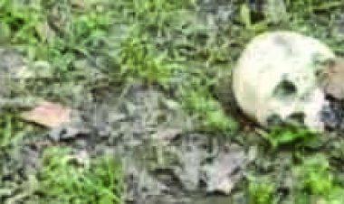 नर कंकाल मिलने से फैली सनसनी