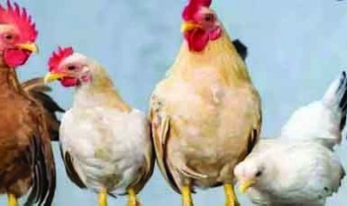 6 मुर्गों की हत्या, FIR दर्ज कर पुलिस ने पोस्टमॉर्टम के लिए भेजा