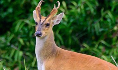 सांभर हिरण का शिकार करने वाला एक आरोपी गिरफ्तार, 10 फरार