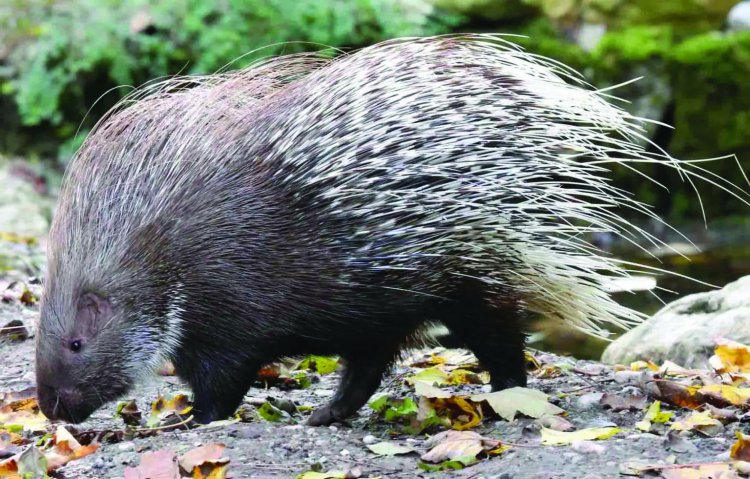 साही का शिकार करने गए युवक की मिली लाश
