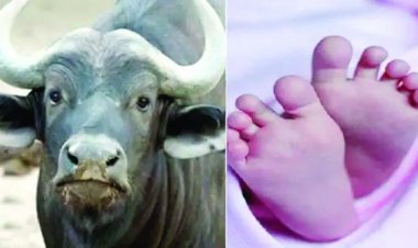 भैंस ने मासूम के ऊपर किया गोबर, नाक-मुंह और शरीर ढक जाने से हुई मौत