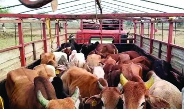 गायों की तस्करी को ग्रामीणों ने किया नाकाम