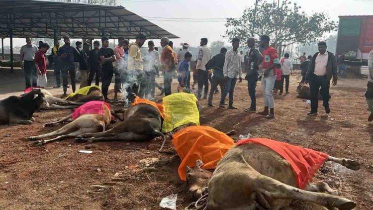100 मवेशियों से भरी ट्रक को ग्रामीणों ने पकड़ा, 13 मृत मिले