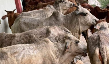 गौ तस्करी करते हुए तीन गिरफ्तार, ट्रक में खचाखच भरे मिले करीब 45 मवेशी