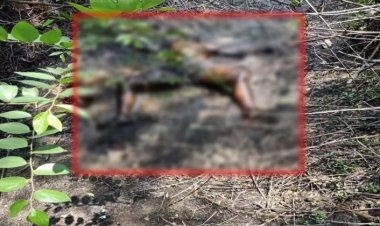 जंगल में मिली अज्ञात युवक की सड़ी गली लाश