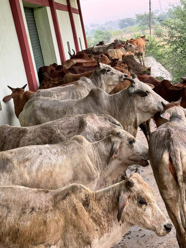 गौ तस्करी करते हुए तीन गिरफ्तार, ट्रक में खचाखच भरे मिले करीब 45 मवेशी