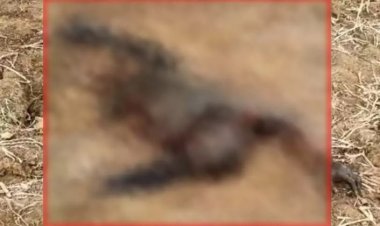 खेत में मिली युवक की सड़ी गली लाश