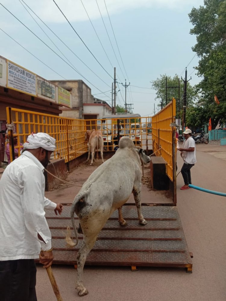 आवारा पशुओ को पकड़ने का अभियान जारी