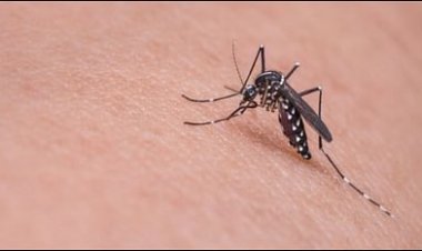 जीका वायरस को लेकर अलर्ट जारी, गर्भवती महिलाओं के लिए वायरस ज्यादा खतरनाक, जाने क्या हैं संक्रमण के लक्षण
