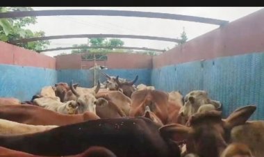 32 मवेशियों को ट्रक में भरकर ले जा रहे थे कत्लखाना, तीन तस्कर पकड़े गए
