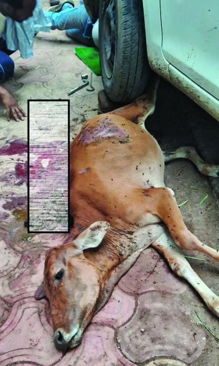 कार चालक ने बछिया को 2 किमी तक घसीटा, गौवंश की दर्दनाक मौत, आरोपी सुपेला पुलिस के हिरासत में