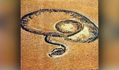 करीब 5 करोड़ साल पुराने सांप वासुकी की प्रजाति का जीवाश्म गुजरात में मिला, नागराज की तरह ही शक्तिशाली और विशाल था