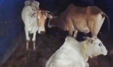 VIDEO कत्ल खाना ले जाते 74 मवेशियों को पुलिस ने किया रेस्क्यू, 2 तस्कर फरार