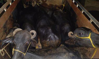 भैंसों को कत्ल खाना ले जाते तस्कर पकड़ा गया 