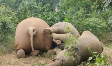 करंट की चपेट में आने से 3 हाथियों की मौत