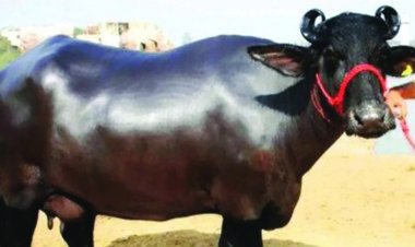 हैरान करने वाला मामला, ऑनलाइन भैंस खरीदने के चक्कर में हजारों रुपए गंवा बैठा शख्स