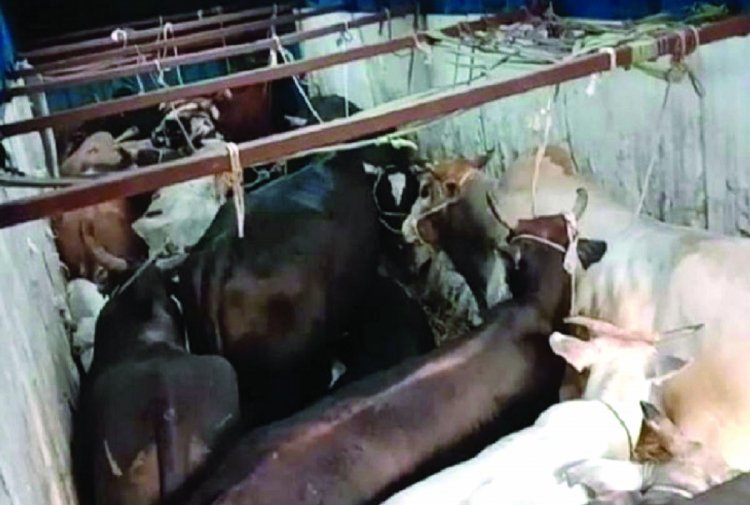 ट्रक में मवेशियों को भरकर बैंगलोर कत्लखाना ले जाते दो ट्रक भिलाई में पकड़ा गया, दो चालक गिरफ्तार