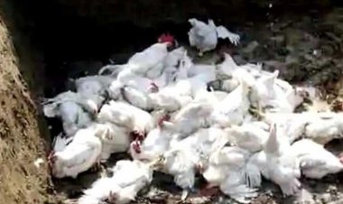 इस पोल्ट्री फार्म में मृत पाए गए 4200 चूजे, बर्ड फ्लू की आशंका