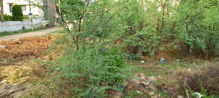 मकान व दुकान बनाने नगर निगम से खरीदे गए भूखण्ड, उग आए जंगल-झाड़ी