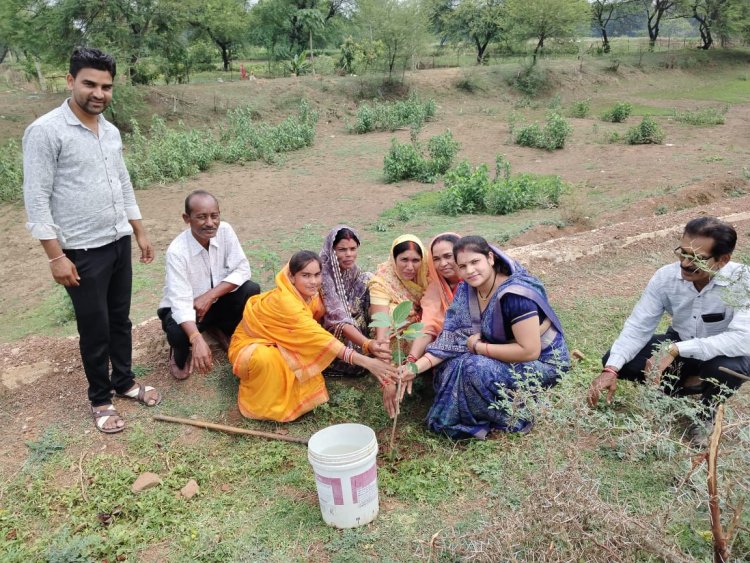 विश्व पर्यावरण दिवस पर ग्राम भोथली में पौधरोपण, पूर्व में रोपे गए पौधों में आज एक भी जीवित नहीं