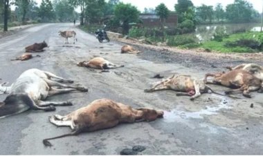 तेज रफ्तार वाहन ने 20 गोवंशों को कुचला, 17 की मौके पर मौत