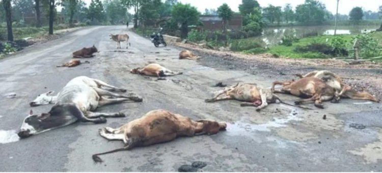 तेज रफ्तार वाहन ने 20 गोवंशों को कुचला, 17 की मौके पर मौत