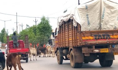 सड़कों पर घुमंतू पशुओं के कारण लगातार दुर्घटनाएं-राजू गुप्ता