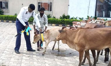 दुर्घटनाएं रोकने दुर्ग पुलिस का बड़ा एक्शन, मवेशियों के मालिकों पर अपराध दर्ज