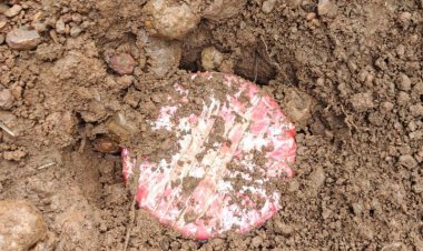 सुरक्षा बलों ने नक्सलियों द्वारा बिछाए गए 5 आईईडी बमों को किया डिफ्यूज