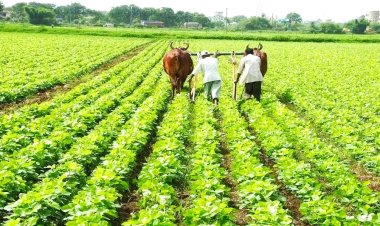 प्रमाणित बीज उत्पादन से किसानों को बड़ा मुनाफा, पंजीयन की आखिरी तारीख 31 अगस्त